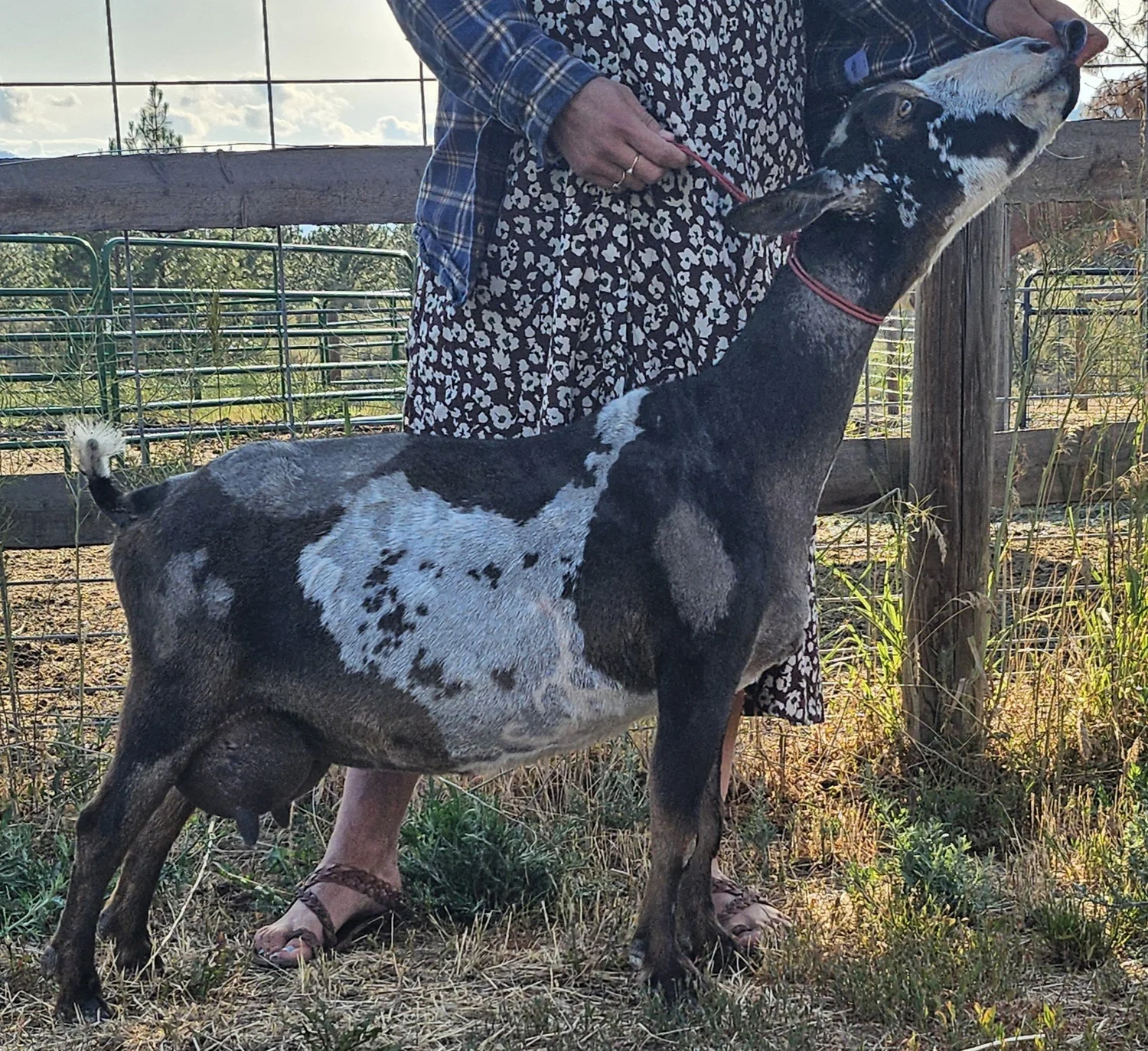 A Nigerian Dwarf goat standing in a sunlit pasture