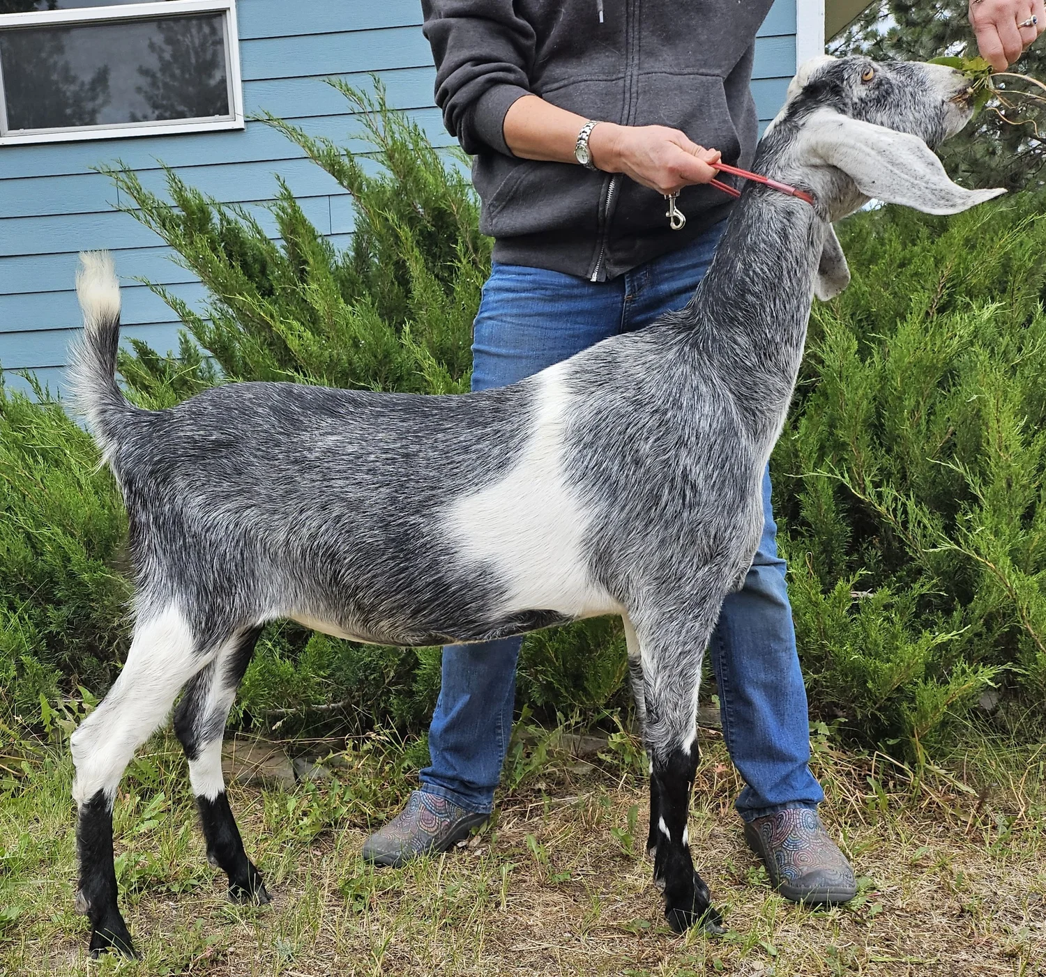 A Nubian goat with long floppy ears in green pasture